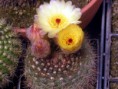 /album/fotogaleria-fotogaleria/notocactus-concinnus-v-parviflorus-2717-sa-p5220007-jpg/